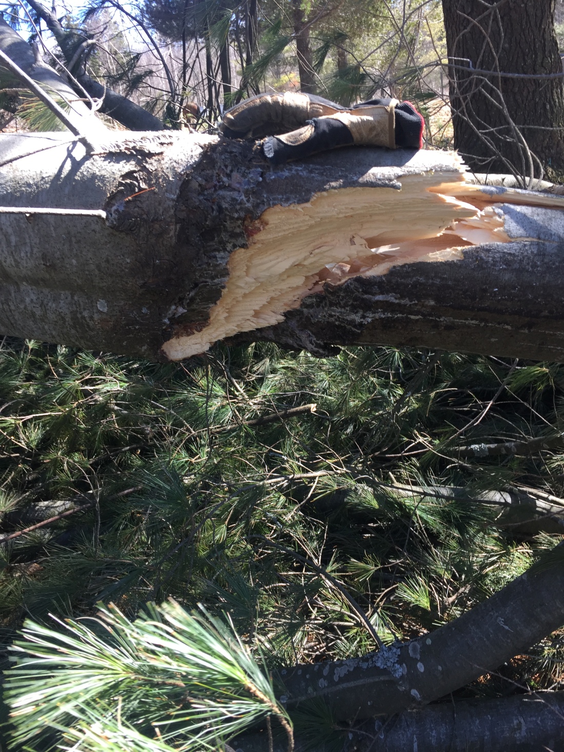 a large pine limb is broken in half from when it hit the ground; there is a glove on the limb to show size